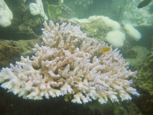 Image 1: Coral bleaching caused by marine heatwaves threatens not only the corals but also the species which rely on them for habitat. Photo: Dr Sylvain Agostini, Shimoda Marine Research Center, University of Tsukuba.
 